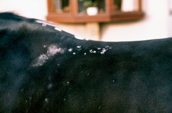 Horse with cutaneous nodular dermatitis