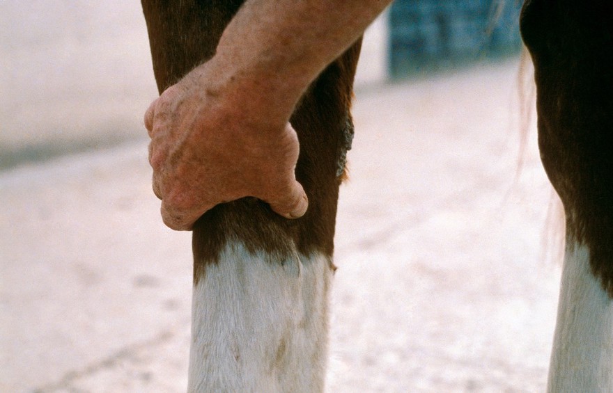 Palpitating/examining horse's leg for spavin