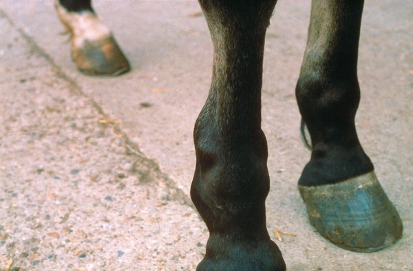 Horse with tendonour and articular windgalls