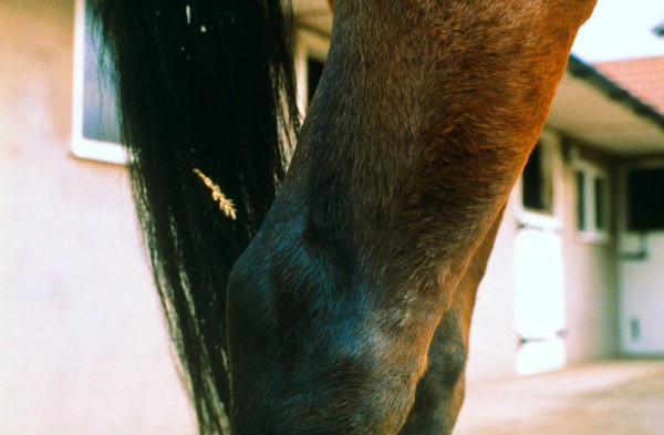 Horse's legs: thorough pin.