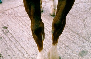 view Spavin of the left hock of a horse