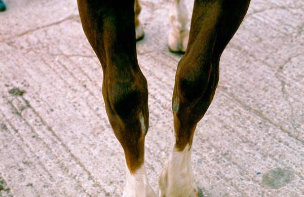 Spavin of the left hock of a horse