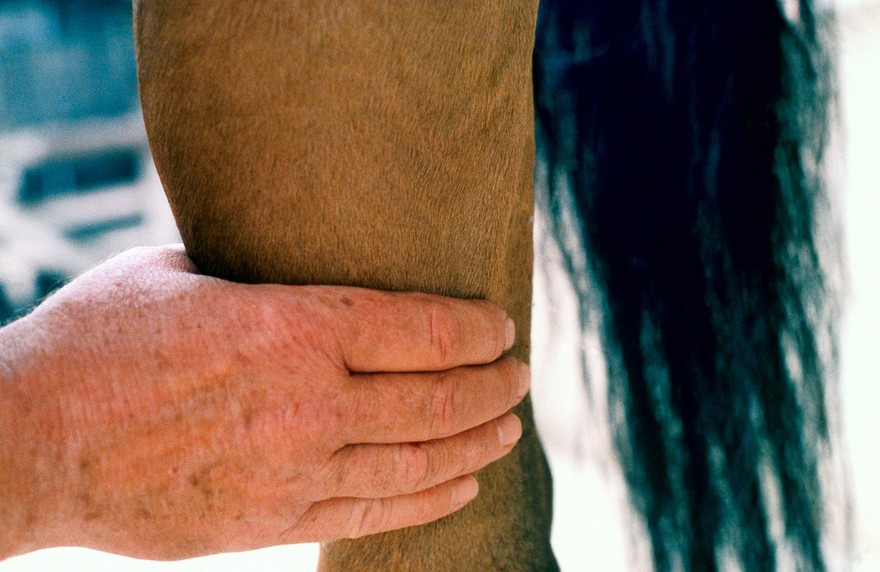 Saphenous vein refill test on a horse