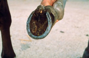 view Uneven shoe wear on a horse