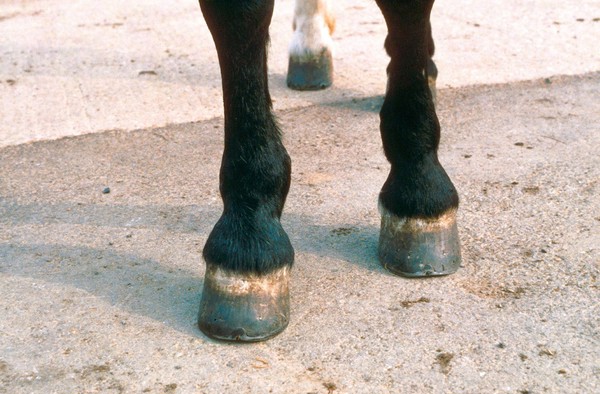 A horse with boxy feet