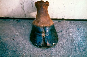 view Severe sand crack on horse's hoof