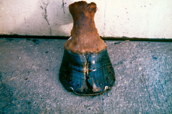 Severe sand crack on horse's hoof