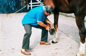 view Testing horse for navicular disease