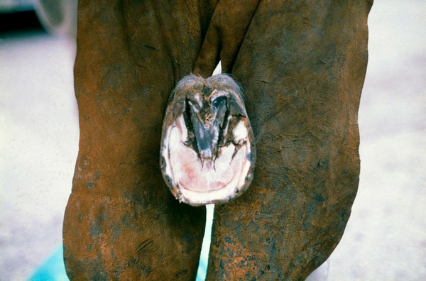 Navicular disease: horse's hoof