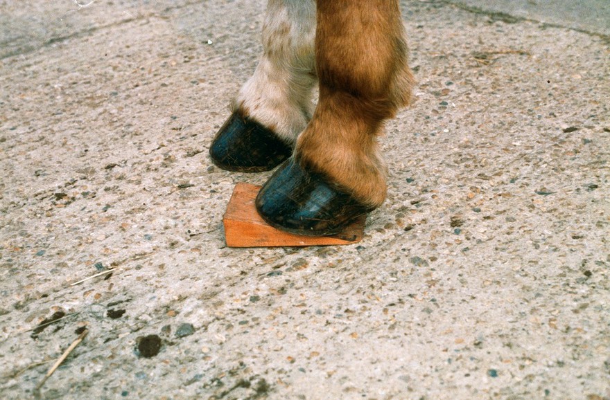 Examining horses: wedge test