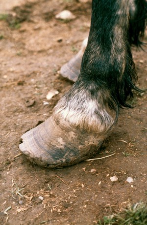 view Horse's feet: laminitis.