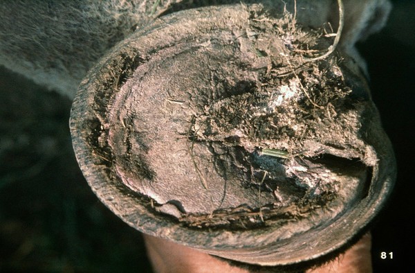 Horse's feet: laminitis.