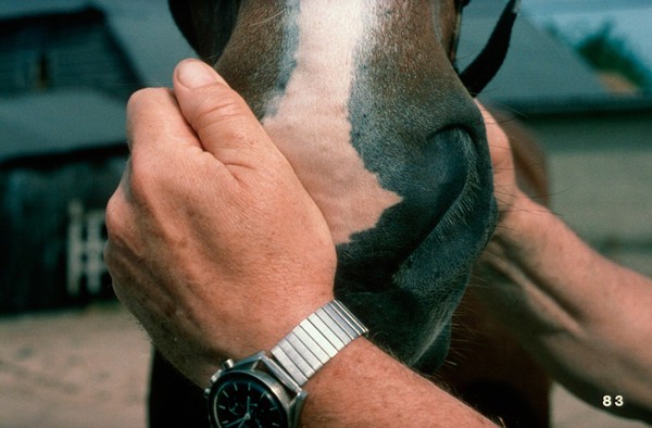 Checking horse's nostrils & nasal passages