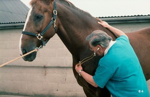 view Stethoscope being used on a horse