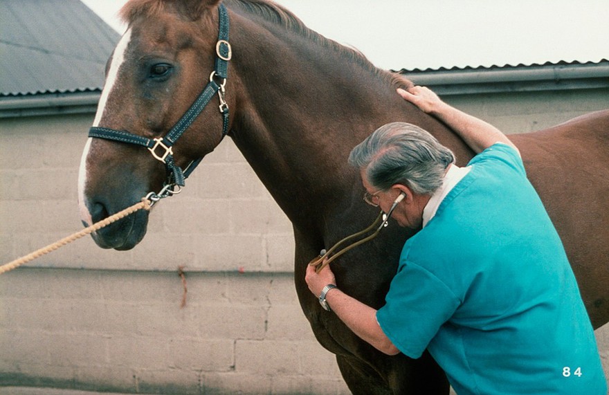 Stethoscope being used on a horse
