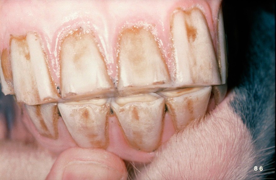 Horse examination: signs of crib-biting