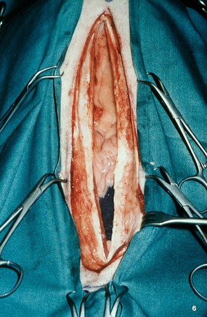 view Opened up dog: abdominal cavity