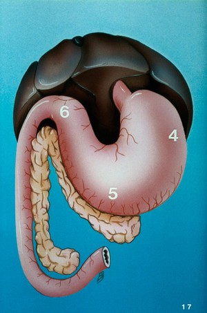 view Illustration: dog's stomach in some detail