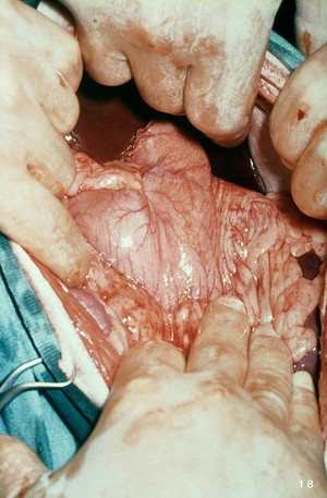 view Opened up dog: the exposed stomach