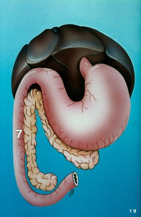 Illustration: position dog's pancreas, etc