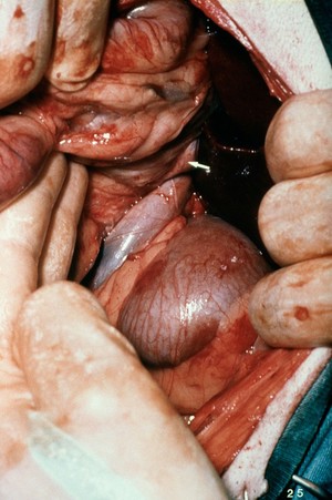 view Opened up dog: the right kidney exposed