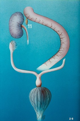 Illustration: dog's right adrenal gland