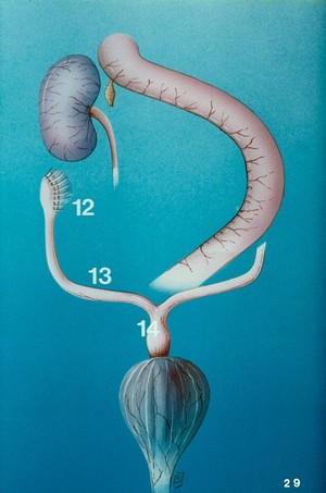 view Illustration: dog's reproductive organs