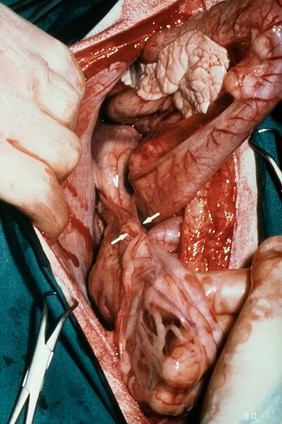 Opened up dog: right ovary and ligaments