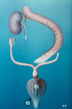 view Illustration: dog's bladder