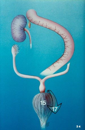 view Illustration: dog's bladder