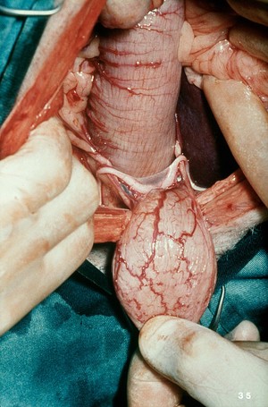 view Opened up dog: dorsal aspect of bladder