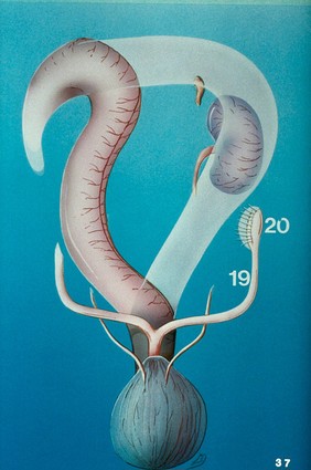 Illustration: dog's uterine horn & ovary
