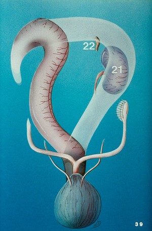 view Illustration: left kidney & adrenal gland