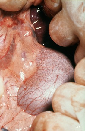 Opened up dog: close-up of adrenal gland