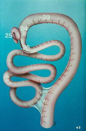 Illustration: transverse & ascending colon