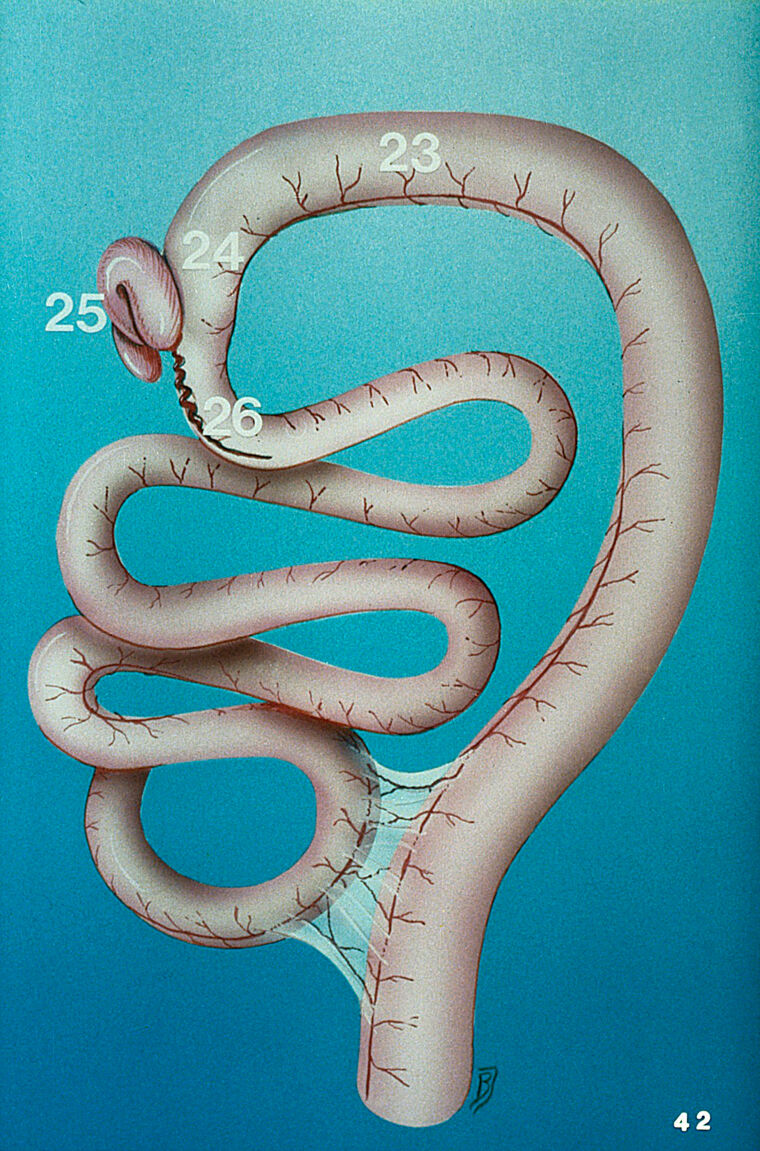 Colon Snake