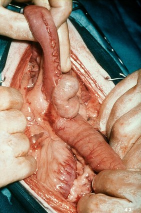 Opened up dog: caecum, colon and ileum