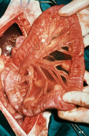 view Opened up dog: the jejunum.