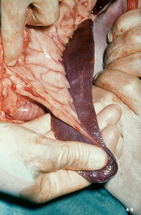 Opened up dog: the hilus of the spleen