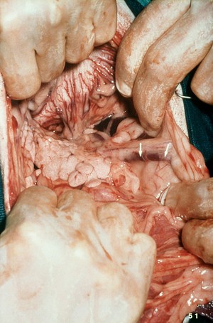 view Opened up dog: left lobe of pancreas, artery