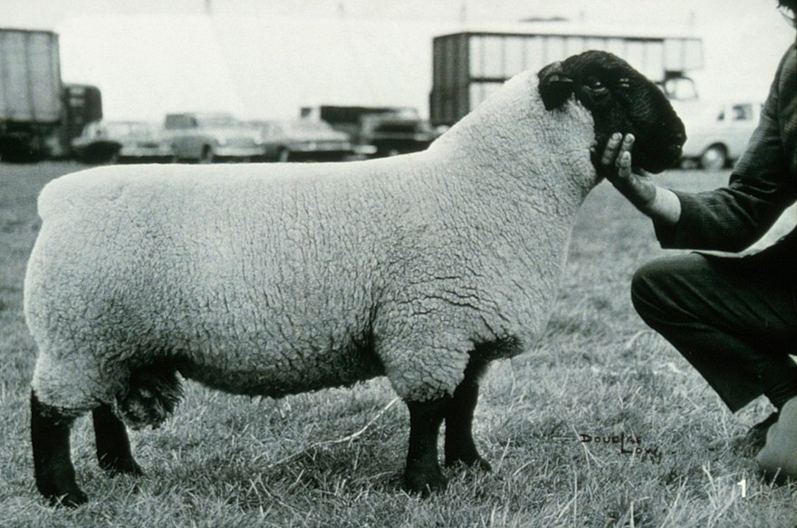 Suffolk yearling ram: good conformation.