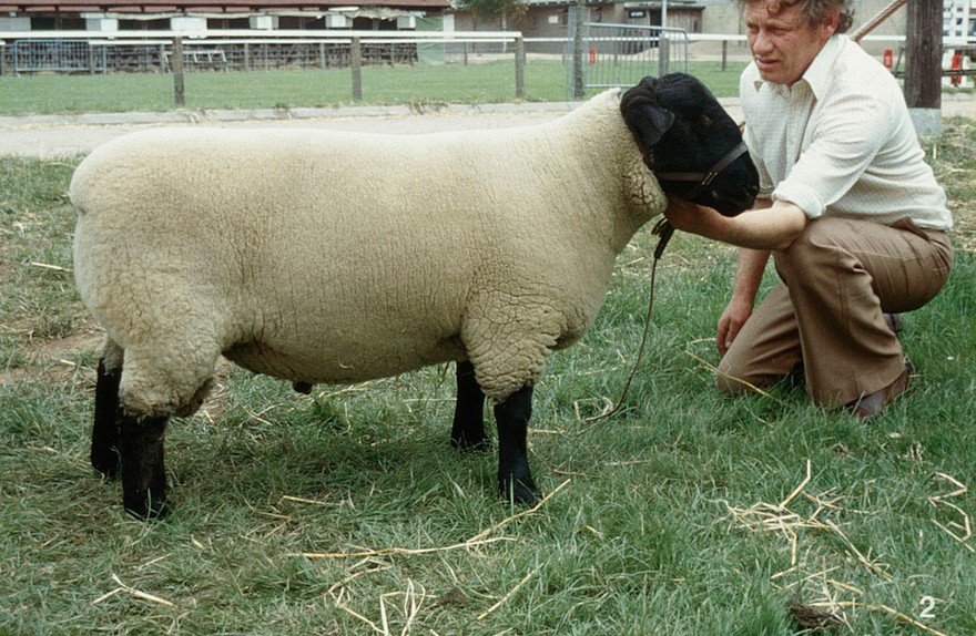 Suffolk yearling ram: good conformation.