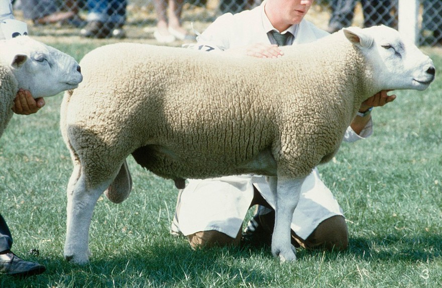 Texel ram: good conformation.