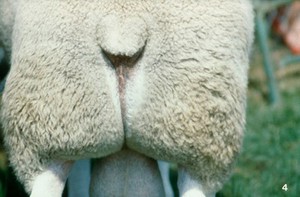 view Texel ram: good conformation (rear view)