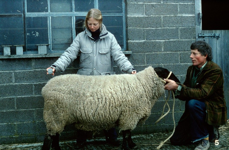 Suffolk ram being measured (good condition)