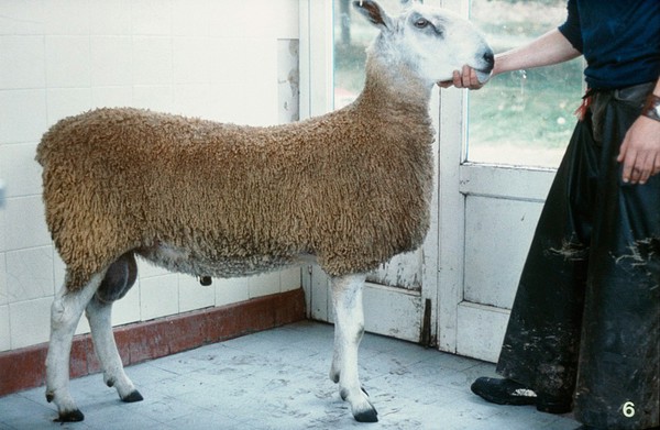 Blue Faced Leicester ram (good condition)