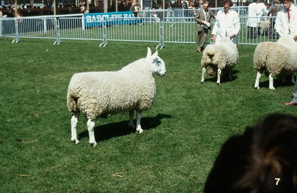 Border Leicester ram (good condition)