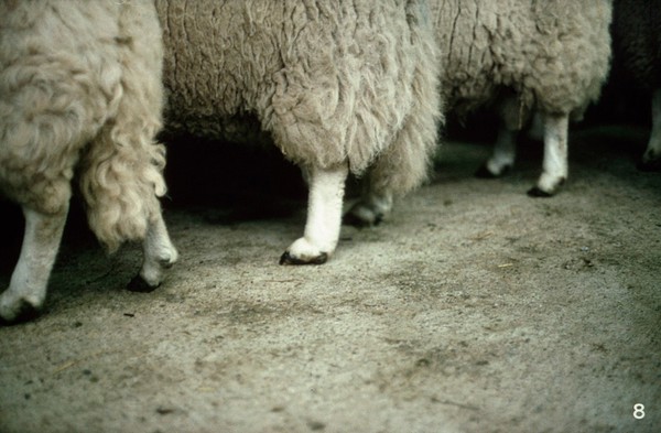 Welsh Mountain rams: excessive pastern slope.