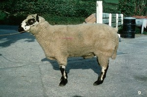 view Ram with excessive pastern slope, etc.