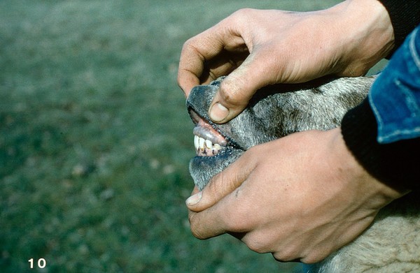 Sheep's teeth examined: good occlusion